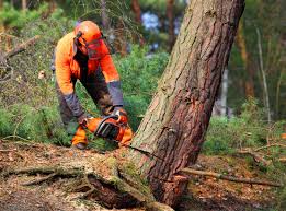 Best Organic Lawn Care Solutions  in Eatons Neck, NY