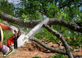 Best Lawn Pest Prevention  in Eatons Neck, NY