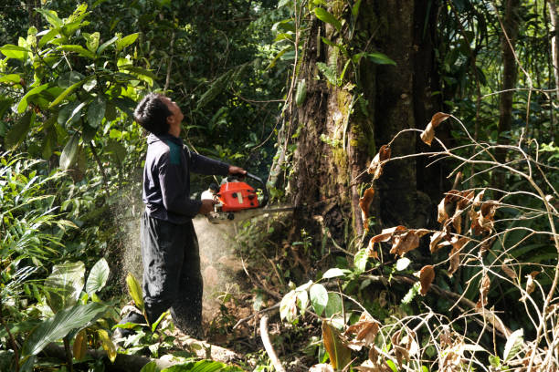 Trusted Eatons Neck, NY Tree Services Experts