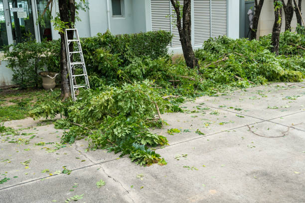  Eatons Neck, NY Tree Services Pros
