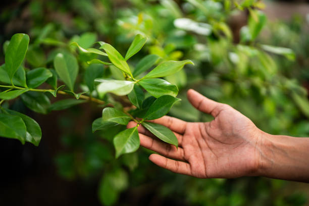 How Our Tree Care Process Works  in  Eatons Neck, NY