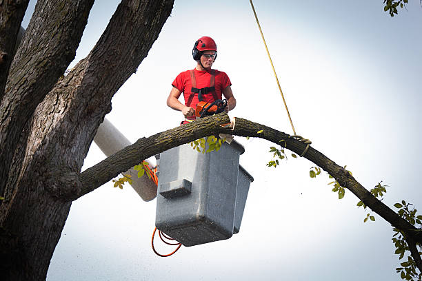 Best Tree Risk Assessment  in Eatons Neck, NY