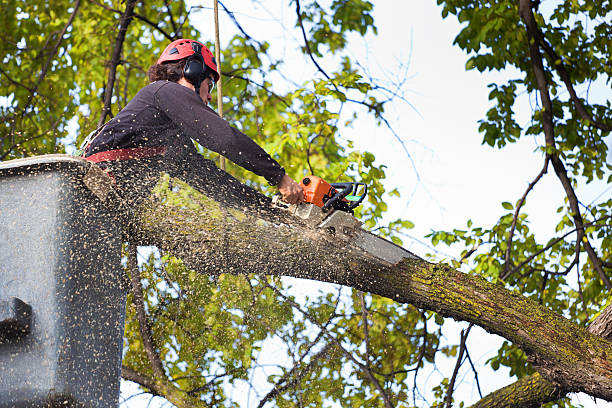 Best Arborist Consultation Services  in Eatons Neck, NY