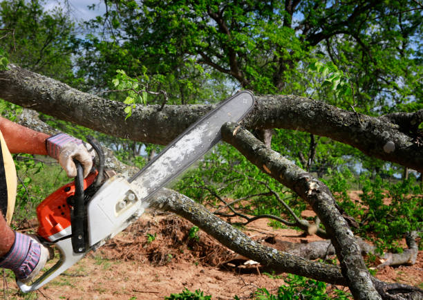 Best Tree Trimming and Pruning  in Eatons Neck, NY