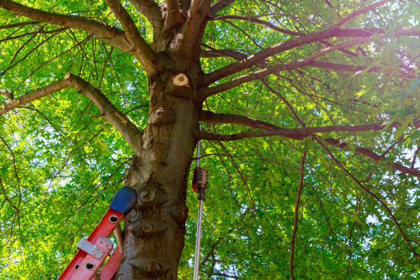 Best Commercial Tree Services  in Eatons Neck, NY